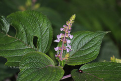 Plectranthus malabaricus